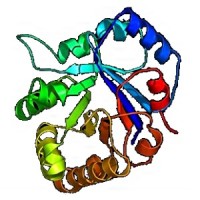 Enzymes