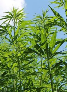 Industrial Hemp