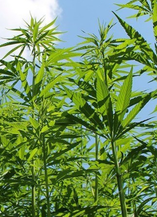 Industrial Hemp